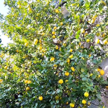 Marelunae Tra Liguria E Toscana *